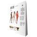 Бодистокинг Passion BS069 red, комбинезон, имитация чулок и боди PBS069R фото 6